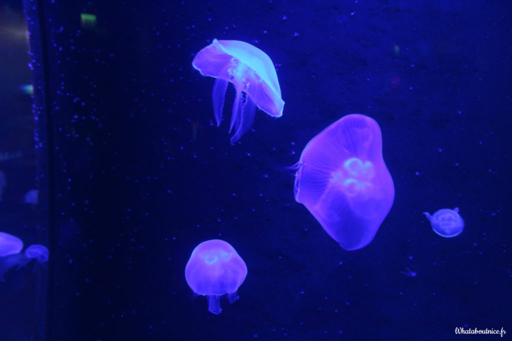 Le Musée océanographique de Monaco est inclus dans le Pass Côte d'Azur France
